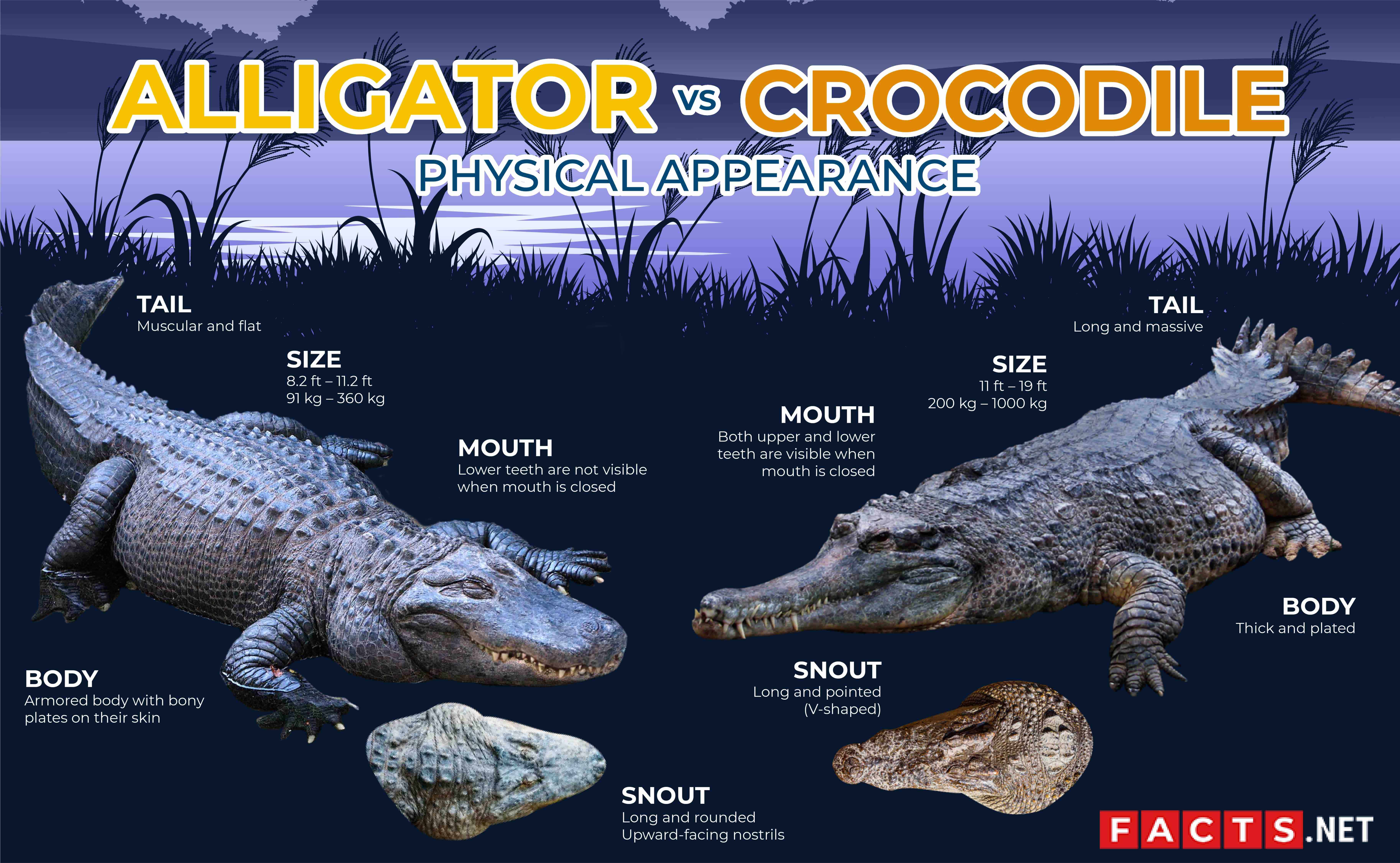 Crocodile vs Alligator Leather – The Differences: The Ultimate Guide